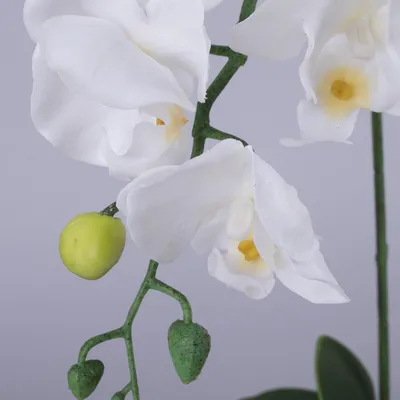Купить Украшение саханое \"Орхидея\" белая большая 1шт в интернет-магазине  Тортландия, г. Иваново