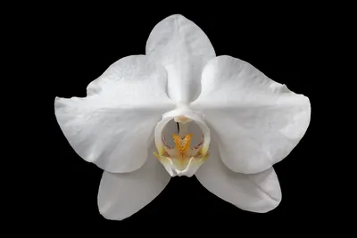 Купить орхидеи в запорожье, купить орхидею, купить фаленопсис запорожье,  дендробиум в запорожье, камбрия купить, ванда купить в запорожье, цимбидиум  в запорожье купить в наличии