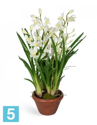 Фотообои Белые орхидеи 7508 купить в Украине | Интернет-магазин Walldeco.ua