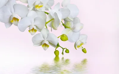 Орхидея Фаленопсис Шампань ⌀12 65 см купить в Москве с доставкой | Магазин  растений Bloom Story (Блум Стори)