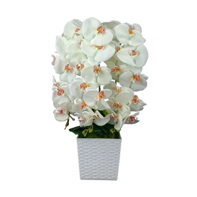 Белая орхидея крупная - 76 фото