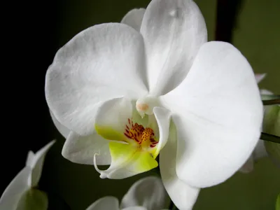 Искусственный цветок в горшке Орхидея Цимбидиум белая большая (в кашпо)  TREEZ Collection Купить в Москве | Бережная Доставка | Five Market