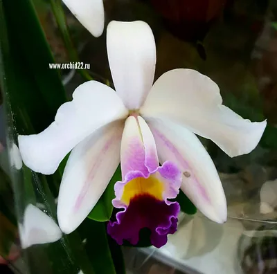 Купить Орхидея Фаленопсис уценка, без цветения для Ваших близких, с  доставкой по Запорожью! Наши флористы с удовольствием соберут для Вас букет  из самых свежих цветов!