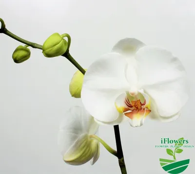 Орхидея Каттлея крупная белая размер 42 см от фабрики TREEZ Бельгия -  IF.DEL.SE.41 купить | Neopolis Casa