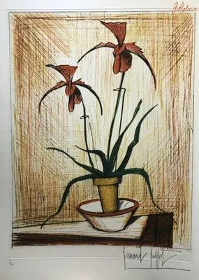 Орхидея бернард фото фотографии