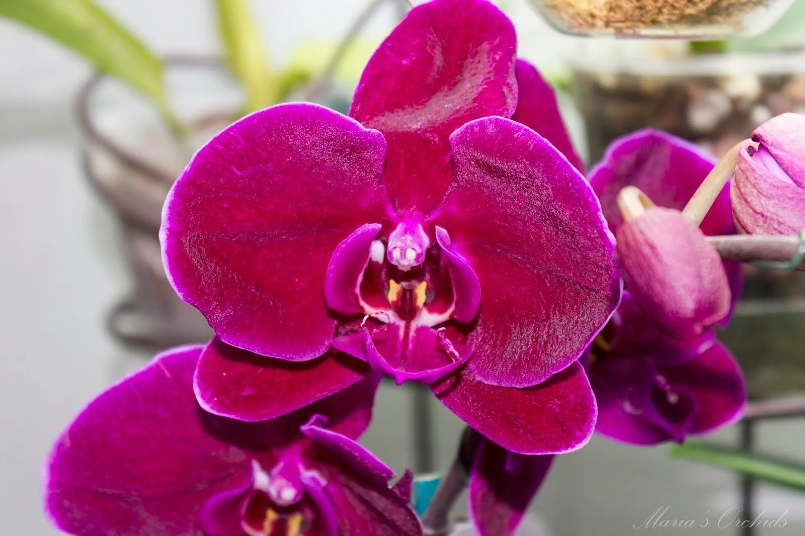 Beauty фото орхидеи Орхидея бернард фото - 75 картинок