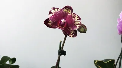 Орхидея Phal. I-Hsin The Big Bang - купить, доставка Украина