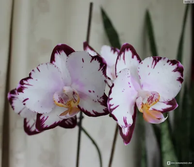 Биг бен орхидея - 72 фото
