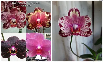 Big Bang фаленопсис. Красавец🌺🌺🌺 цветение орхидеи фаленопсис - YouTube