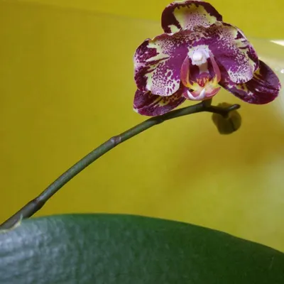 Орхидея биг бен - красивые фото