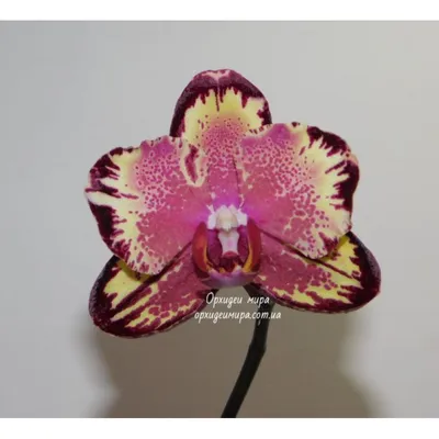 Купить орхидею Фаленопсис Биг Бенг (Big Bang) с доставкой по Украине.