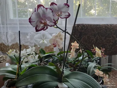 Орхидея - взрыв эмоций! Phalaenopsis I-Hsin The Big Bang - YouTube