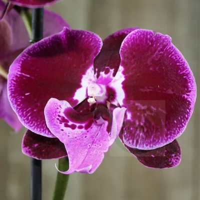 Орхидея Phal. The Pride Of Ben Yu - купить, доставка Украина
