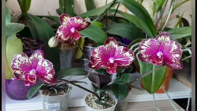 Орхидея биг бен фото фотографии