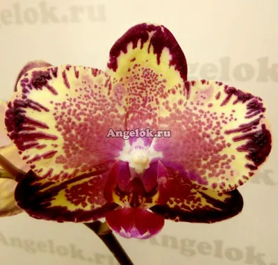 Орхидея биг лип сорта - 80 фото