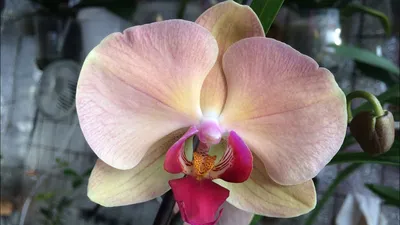 Фаленопсис Биг Бенг детка (Phalaenopsis I-Hsin The Big Bang) Каталог орхидей  - фаленопсисов, каттлей, ванд, дендробиумов со всего мира от интернет  магазина Ангелок