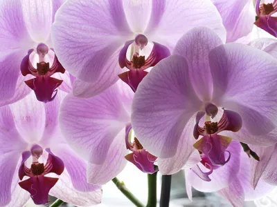 Цветет орхидея Биг Бэнг \"919\" (phal.i-hsin the big bang \"919\") Первое  домашнее цветение! - YouTube