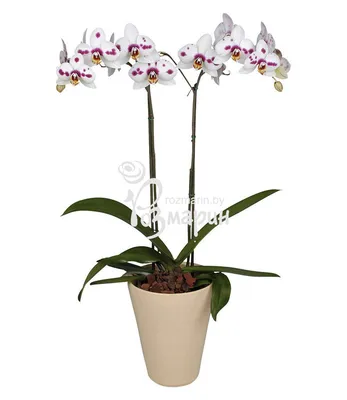 Орхидеи как у меня зацвёл Phalaenopsis I-Hsin The Big Bang и P.Yen Shuai  Firework - YouTube