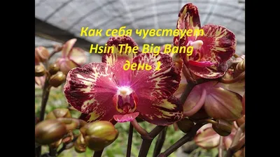 Биг бен орхидея - 72 фото