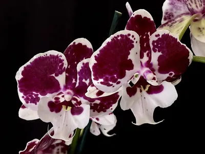 Орхидеи Винница - ❤️ Продам домашнюю орхидейку Биг бен на... | Facebook