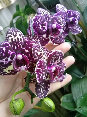 Купить живую орхидея \"гранада\" в горшке в Минске: фото, цены