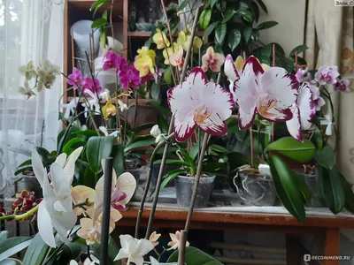 Купить живую орхидея \"брюссель\" в горшке в Минске: фото, цены