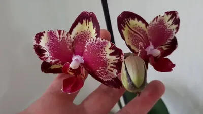 Орхидеи - фотообои на заказ. Закажи обои Орхидеи (28651)