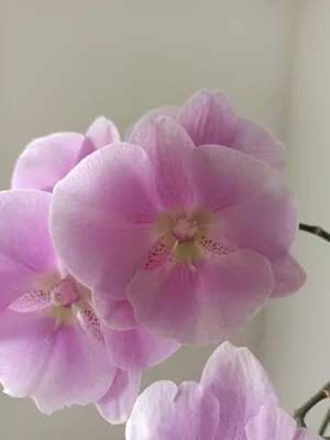 Белая орхидея - фотообои на заказ в Омске. Закажи обои Белая орхидея (28619)
