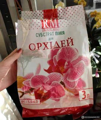 Орхидея Хот Кисс – купить в Балашихе, цена 1 500 руб., продано 9 ноября  2021 – Растения и семена