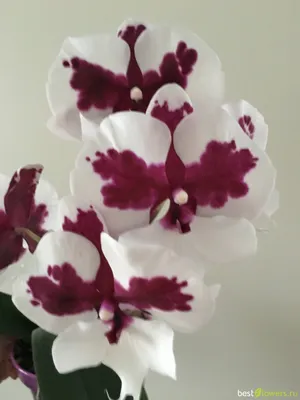 Купить Фотообои \"Белая орхидея\" 4л. 134х196 в Вологде по низкой цене