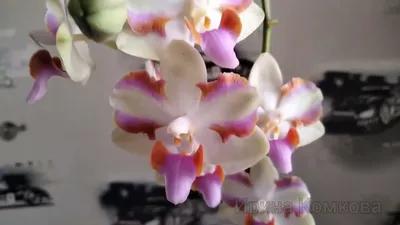 Орхидея биг бен - красивые фото