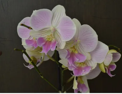 Орхидеи Днепр, Подростки орхидей | Dnipro