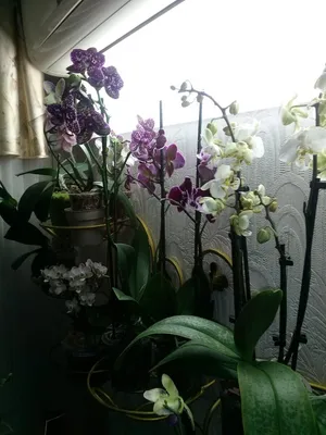 Magic Orchids. Орхидеи Азии 2023 | ВКонтакте