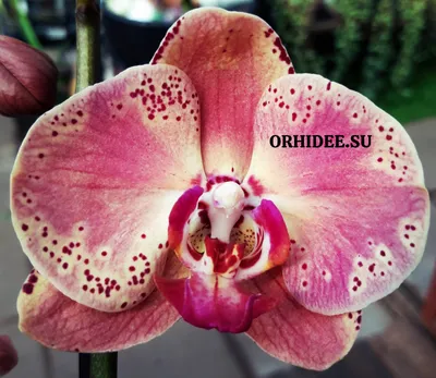Цветёт орхидея фаленопсис Пульчерима 4N (Phal. Pulcherrima 4N) - YouTube