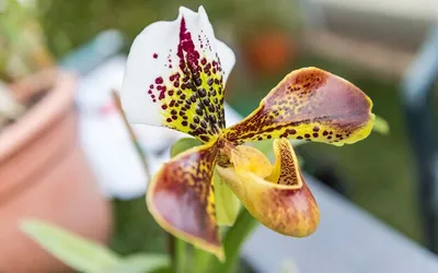 Сан себастьян орхидея - 64 фото