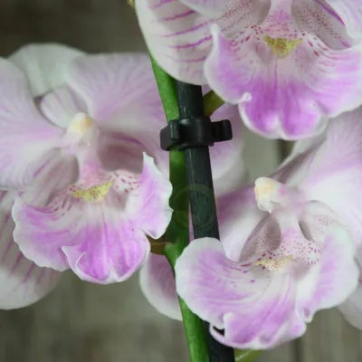 Купить живую орхидея \"кадиз\" в горшке в Минске: фото, цены