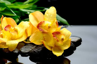 Орхидеи Днепр, Подростки орхидей | Dnipro