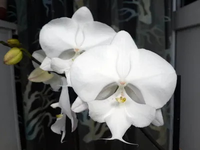 Красивая гибридная орхидея фаленопсис, выращиваемая в теплице | Премиум Фото