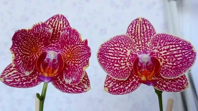 Орхидея Биг Лип: фото, описание сорта и уход в домашних условиях