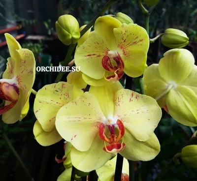 Фотообои Ветка орхидеи арт.:28698. Каталог: Цветы, Растения | arte1.ru