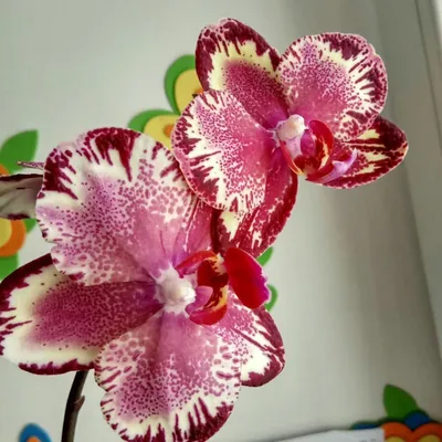 Орхидеи Винница - ❤️ Продам домашнюю орхидейку Биг бен на... | Facebook