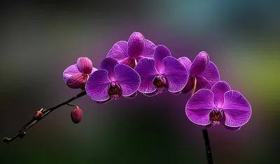 Фаленопсисы - Фаленопсисы - Самые Красивые Орхидеи