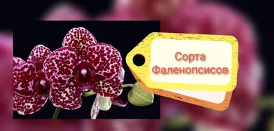 Сан себастьян орхидея - 64 фото