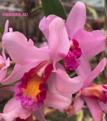 Красная орхидея - фотообои на заказ. Закажи обои Красная орхидея (28623)