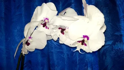 Орхидеи (57 фото)