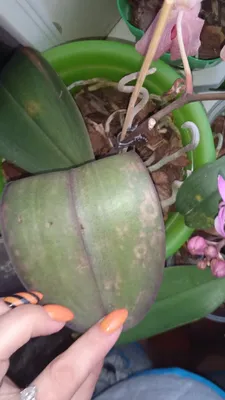 Уход за больной орхидеей и чем ее лечить. | Цветы, коты и всё такое | Дзен
