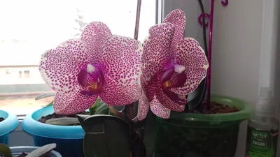 Уход за больной орхидеей и чем ее лечить. | Цветы, коты и всё такое | Дзен