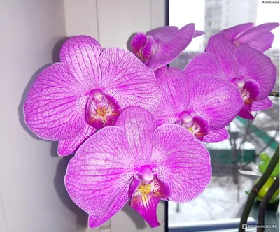 Орхидея Фаленопсис - «Роскошные, загадочные, но при этом неприхотливые в  уходе орхидеи. Всем, кто боится ее купить- не бояться и покупать. Любить,  но не залюбливать, и фаленопсис ответит здоровым видом и красивыми