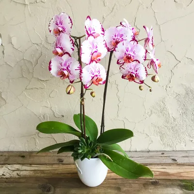 Буйские удобрения Цветочный Рай Комплексное удобрение для орхидей -  «❀Отличное и недорогое удобрение. Мои цветущие орхидеи!❀» | отзывы