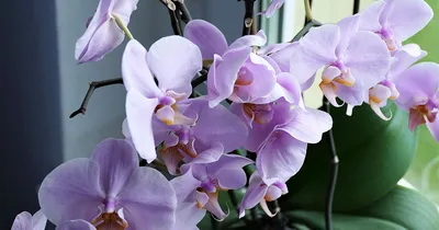 Обратите внимание на листья орхидеи | Дремлющий ангел | Дзен